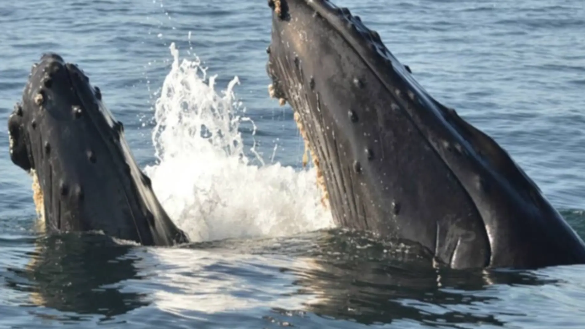 Ballena jorobada